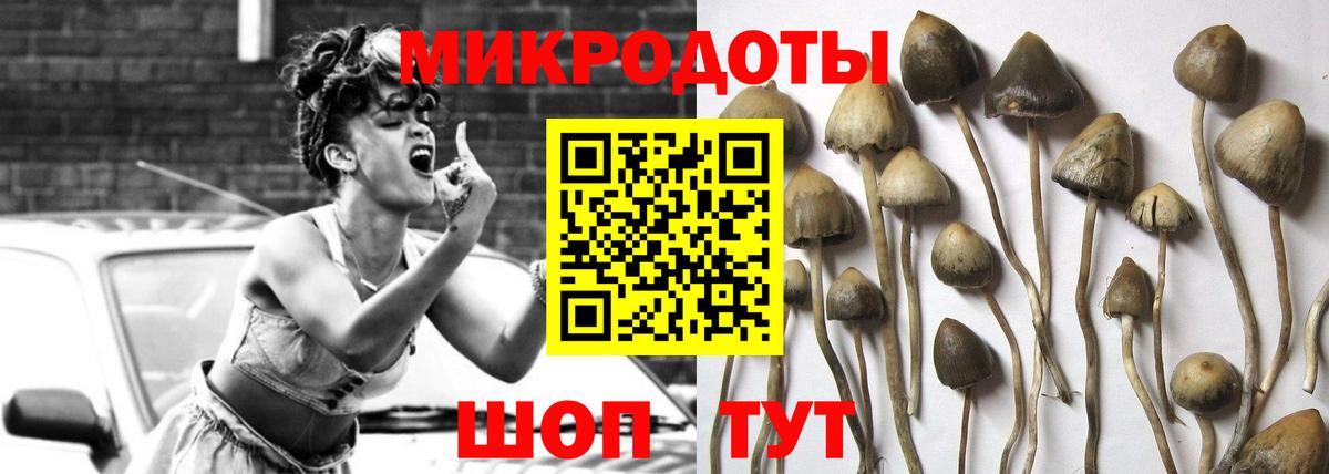 где найти   Кингисепп  Галлюциногенные грибы MAGIC MUSHROOMS 